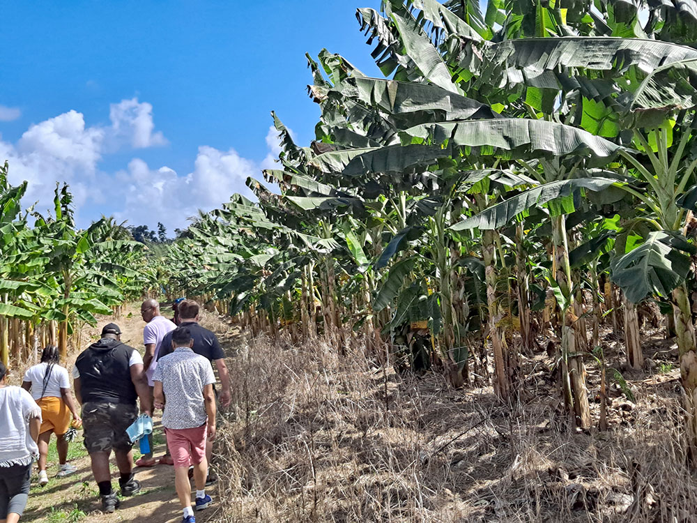 KSU Global Agriculture